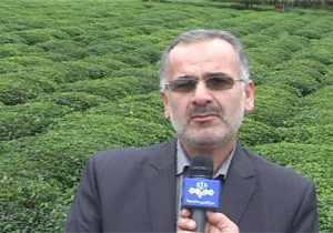 پرداخت مطالبات چایکاران