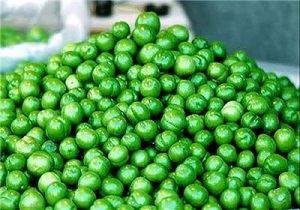 برداشت بیش از هزار تن گوجه سبز و آلو در استان