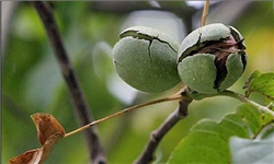 وجود بیش از ۵۰۰ هکتار باغ گردو در خرمدره