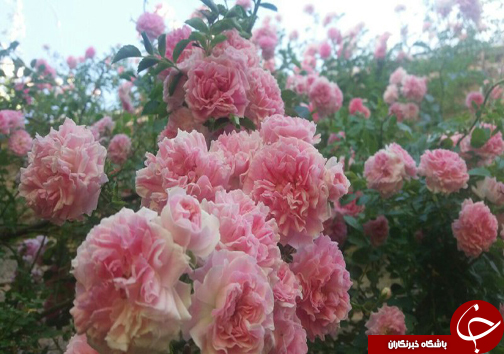 ابتکار جوان فارسی برای کسب روزی حلال/20 نوع گل با 30 پیوند همگی از یک ریشه + تصاویر