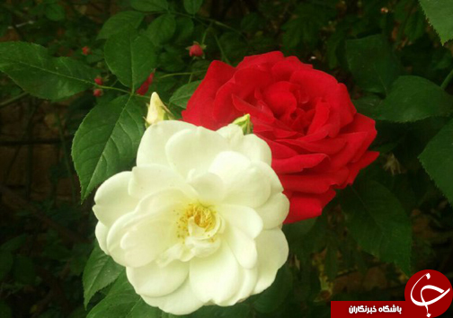 ابتکار جوان فارسی برای کسب روزی حلال/20 نوع گل با 30 پیوند همگی از یک ریشه + تصاویر