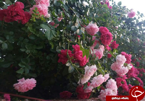 ابتکار جوان فارسی برای کسب روزی حلال/20 نوع گل با 30 پیوند همگی از یک ریشه + تصاویر