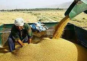 خریداری بیش از 2 هزار تن جو و گندم از کشاورزان آران و بیدگل