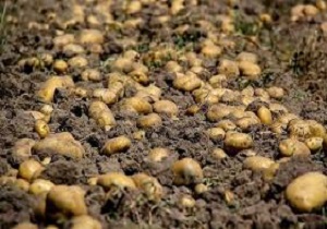 آغاز کاشت سیب زمینی در شهرستان قروه