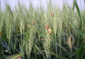 مبارزه با آفت سن در 180 هزار هکتار از ارارضی کردستان