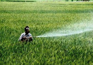 آغاز مبارزه شيميايی عليه آفت ملخ در اراضی استان