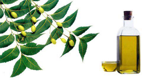 از درمان ناباروری تا رفع چروک پوست با این روغن&zwnj;های معروف