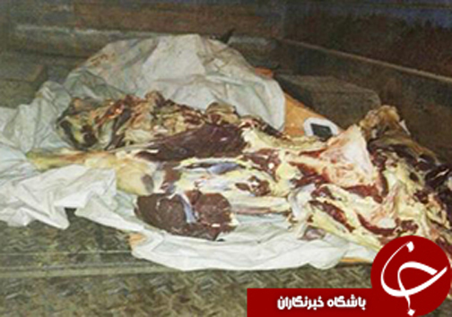از به دام افتادن افعی شاخدار تا زمین خواری میلیاردی