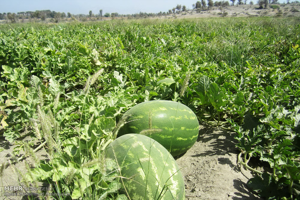 آغاز برداشت هندوانه در سطح 4000 هکتار از اراضی ارزوئیه