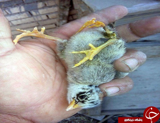 خبرهایی جالب به روایت تصویر