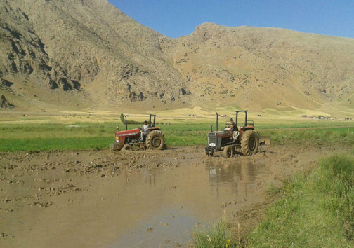 تصاویر آماده سازی زمین برای کشت برنج در بیرانشهر لرستان