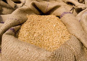 آغاز خرید تضمینی گندم در چهارمحال و بختیاری