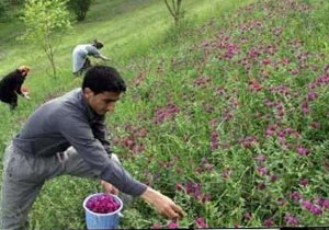 اجرای 368 هزار هکتار طرح حفاظت مشارکتی منابع طبیعی کهگیلویه و بویراحمد