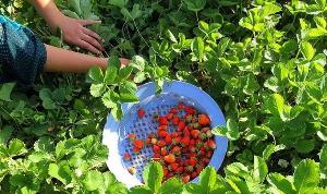 برداشت توت فرنگی در سردشت