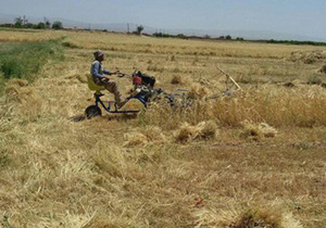 آغاز برداشت محصول جو از مزارع بادرود