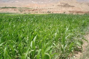 کشت بذر ذرت جدید در مرکز تحقیقات کشاورزی صفی آباد دزفول