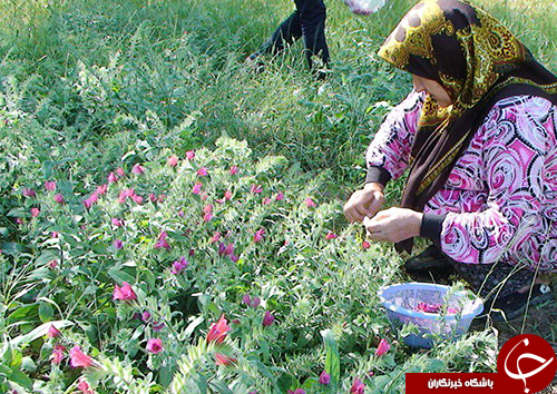 آغاز برداشت گل گاوزبان در گلستان