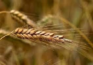 تدوین سند راهبردی پدافند غیر عامل بخش کشاورزی استان کردستان