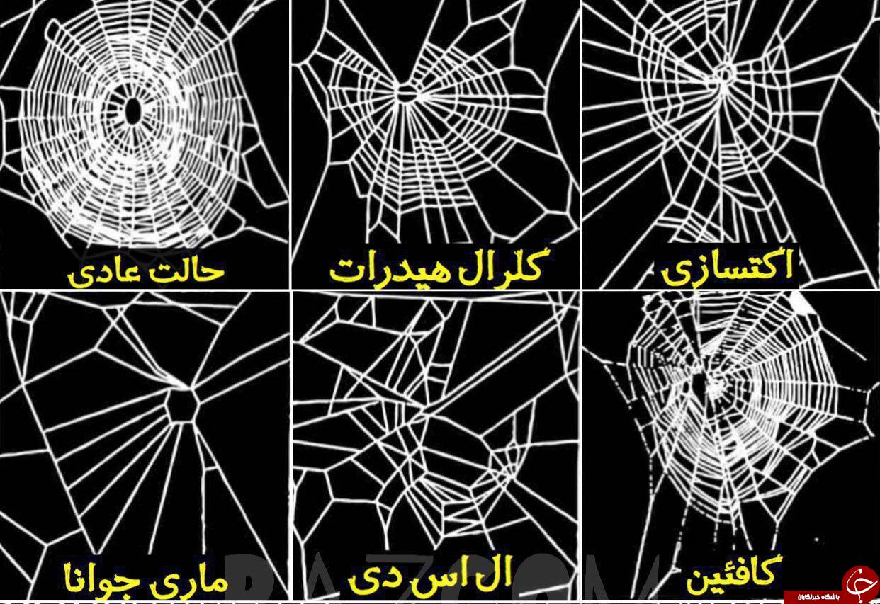 تاثیرات عجیب موادمخدر روی بدن عنکبوت