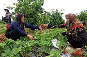 آغاز برداشت توت فرنگی