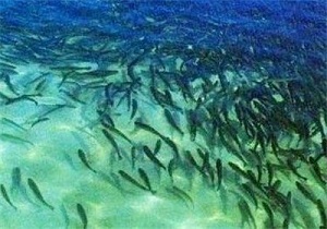 رهاسازی بیش از پنج میلیون قطعه بچه ماهی سردآبی و گرمابی در استان مرکزی