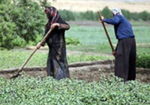 روش های سنتی تولید محصولات کشاورزی پاسخگوی نیاز کشاورزان نیست