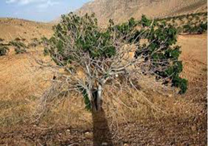 کمبود آب در انجیرستان‌های پلدختر