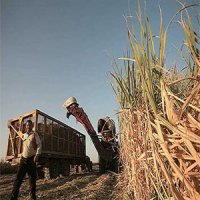 زهاب آلوده نیشکر بلای جان خورستان