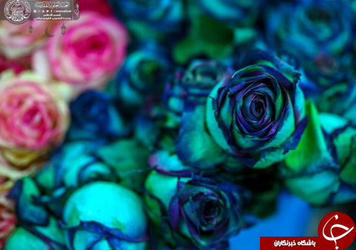 عکس/ گل&zwnj;آرایی حرم علوی در روز ولادت امام حسن(ع)