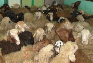 دستگیری سارقان 123 راس دام  در ساوه
