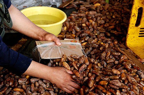 کشف 3 تن خرمای غیر بهداشتی در جنوب تهران/  پخت حلیم با پنبه و پشم گوسفند