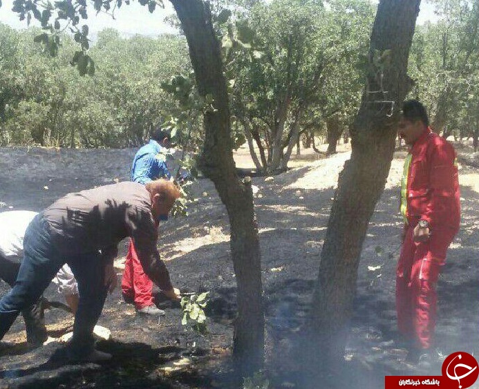 مهار آتش سوزی منطقه جنگلی پیرچوپان + تصاویر