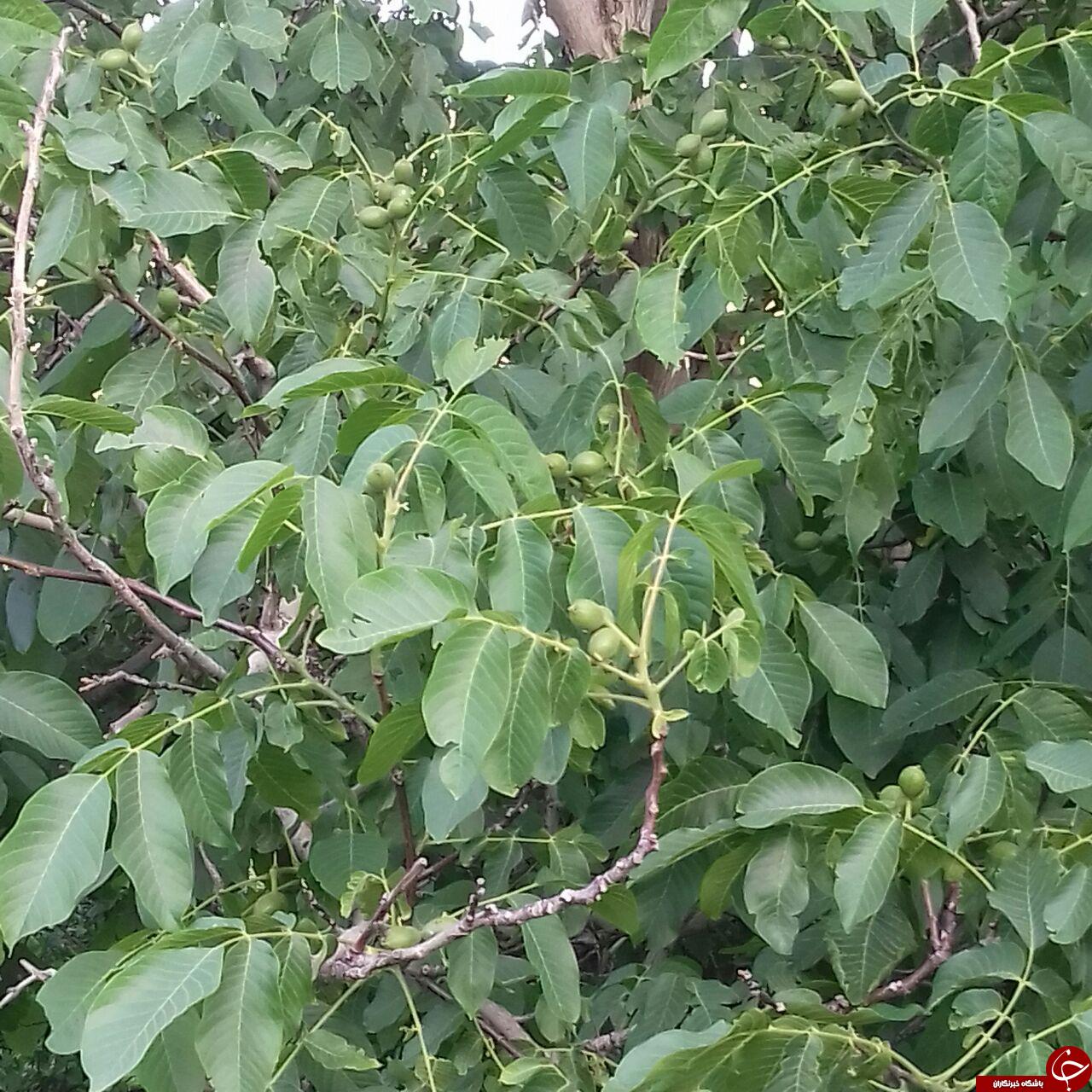 نمایی از باغ درختان زردآلو در خاکو + تصاویر