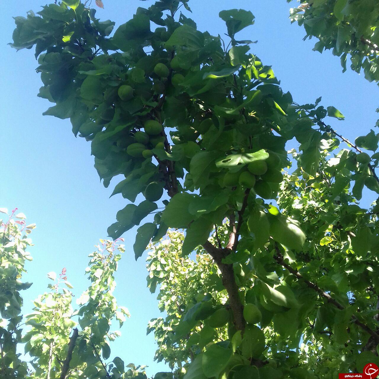 نمایی از باغ درختان زردآلو در خاکو + تصاویر