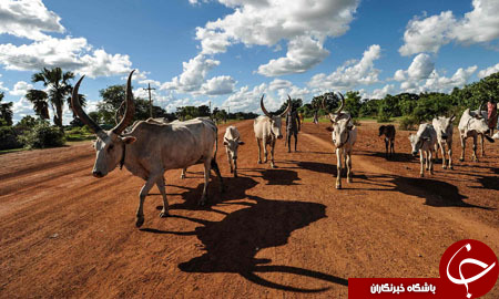 ازدواج اجباری دختران نوجوان سودان جنوبی در معاوضه با احشام+ تصاویر