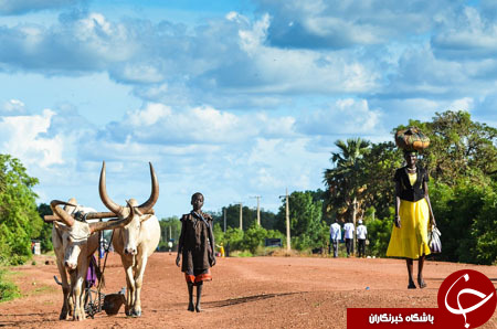 ازدواج اجباری دختران نوجوان سودان جنوبی در معاوضه با احشام+ تصاویر