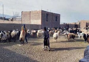 میدان دام بیرجند تحت کنترل است