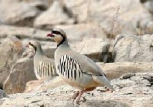 رهاسازی 16 قطعه پرنده در طبیعت بانه