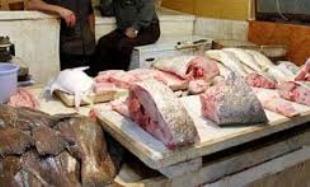 صادرات پنج هزار و 100 تن ماهی غیر ماکول به کشورهای جنوب شرق آسیا
