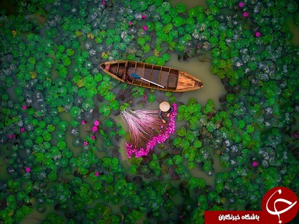 برداشت نیلوفر سوژه عکس روز نشنال جئوگرافیک