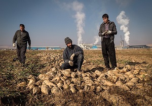اختصاص 65 میلیارد ریال اعتبار برای جبران خسارت چغندرکاران پارس آباد