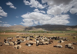 پرداخت 32 هزار میلیارد ریال کمک هزینه خشکسالی به عشایر اردبیل