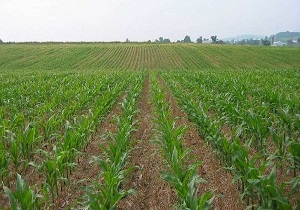 احیاء 6 هزار هکتار از اراضی کشاورزی در سیستان و بلوچستان