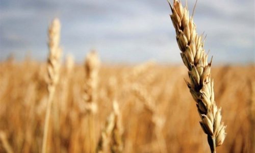 پیش&zwnj;بینی خرید 346 هزار تن گندم در استان