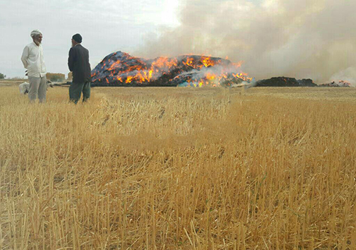 30 هزار بسته کاه طعمه حریق