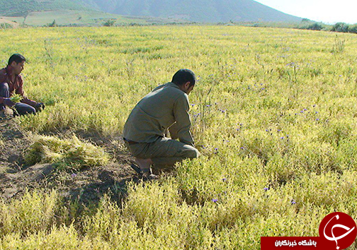 برداشت حبوبات در آزادشهر+تصاویر