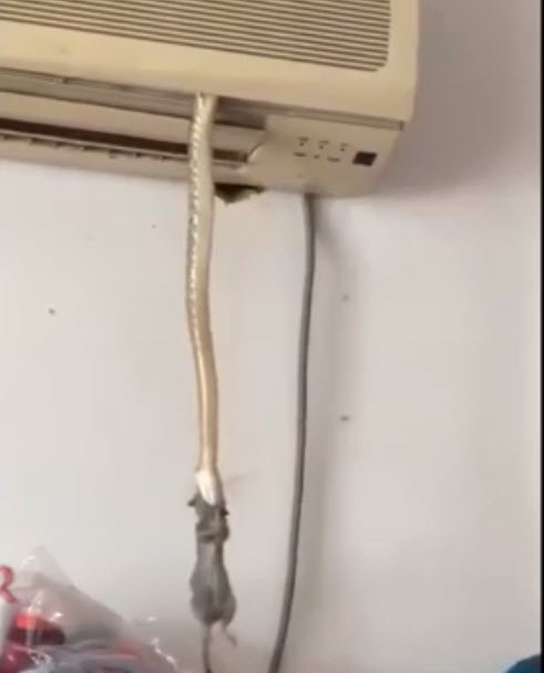 شکار موش از پنجره کولر گازی +فیلم