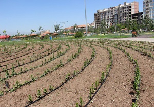 لزوم اجرای سیستم آبیاری قطره ای در آبیاری فضای سبز شهری