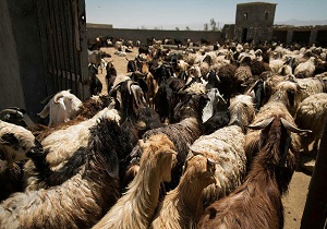 کاهش ۲ هزار تومانی قیمت دام زنده در بافق