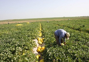 کشت خربزه در بوئین زهرا